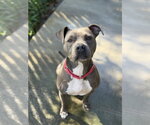 Small #1 American Pit Bull Terrier Mix