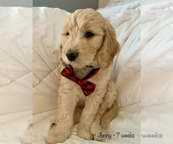 Medium Photo #1 Goldendoodle Puppy For Sale in GEORGETOWN TOWNSHIP, MI, USA