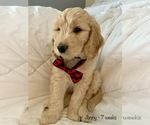 Small Photo #1 Goldendoodle Puppy For Sale in GEORGETOWN TOWNSHIP, MI, USA