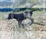 Small #69 German Shorthaired Pointer