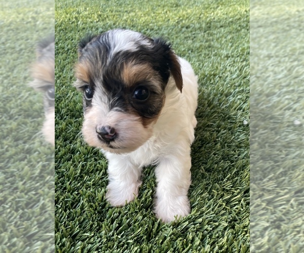 Medium Photo #1 Yorkshire Terrier Puppy For Sale in PERRIS, CA, USA