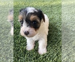 Small Photo #1 Yorkshire Terrier Puppy For Sale in PERRIS, CA, USA