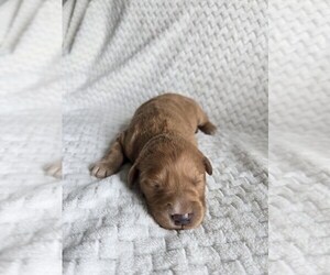 Goldendoodle Puppy for sale in WILLIAMSTOWN, KY, USA