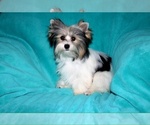 Small Photo #1 Morkie Puppy For Sale in CASSVILLE, MO, USA
