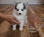 Small Photo #3 Pomsky Puppy For Sale in KANSAS CITY, MO, USA