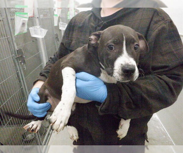 Medium Photo #1 Mutt Puppy For Sale in Oroville, CA, USA