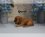 Small #4 Cavalier King Charles Spaniel