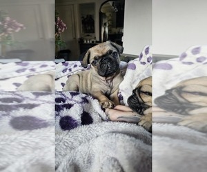 Pug Puppy for sale in INDEPENDENCE, MO, USA