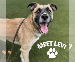 Levi - Male Mutt Dog for Adoption - Photo #3