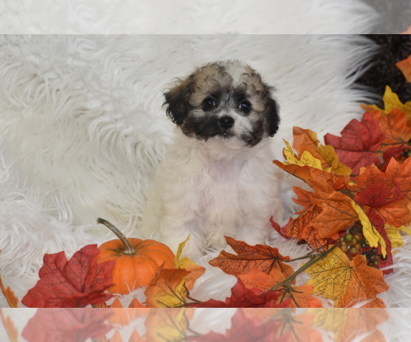 Medium Photo #3 Poochon Puppy For Sale in ELDORADO, OH, USA