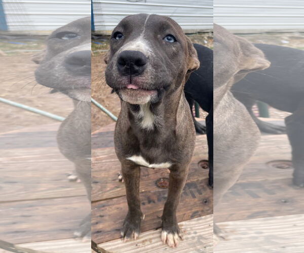 Medium Photo #3 American Staffordshire Terrier-Unknown Mix Puppy For Sale in Tracy City, TN, USA