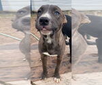 Small #2 American Staffordshire Terrier Mix