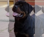 Small Photo #6 Rottweiler Puppy For Sale in HOUSTON, TX, USA