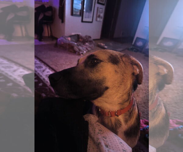 Medium Photo #12 Shepradors Puppy For Sale in Princeton, MN, USA