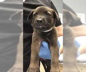 American Pit Bull Terrier-Labrador Retriever Mix Dogs for adoption in Riverside, CA, USA