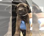 Small American Pit Bull Terrier-Labrador Retriever Mix