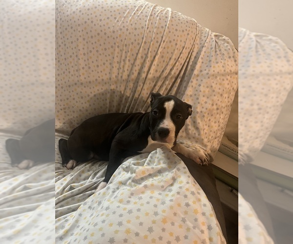 Medium Photo #11 American Pit Bull Terrier Puppy For Sale in BUFFALO, NY, USA