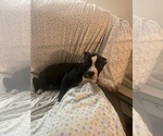 Small Photo #11 American Pit Bull Terrier Puppy For Sale in BUFFALO, NY, USA