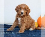 Millie - Female Goldendoodle (Miniature) Puppy for Sale - Photo #3