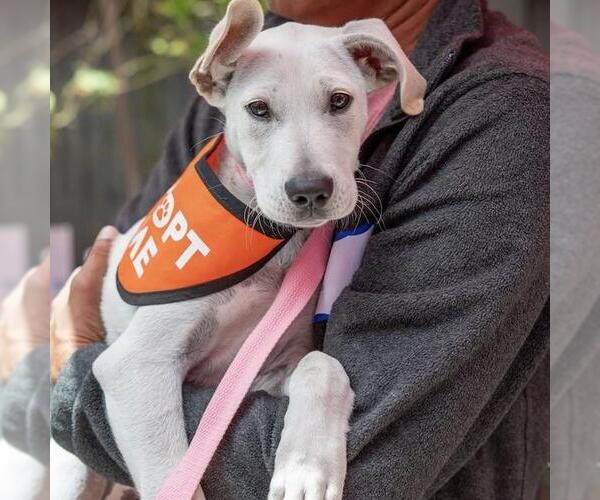 Medium Photo #7 Border Collie-Unknown Mix Puppy For Sale in San Diego, CA, USA