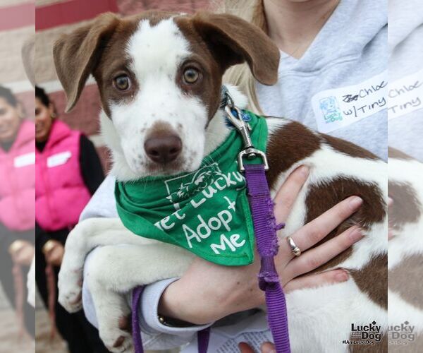 Medium Photo #3 Mutt Puppy For Sale in Washington, DC, USA