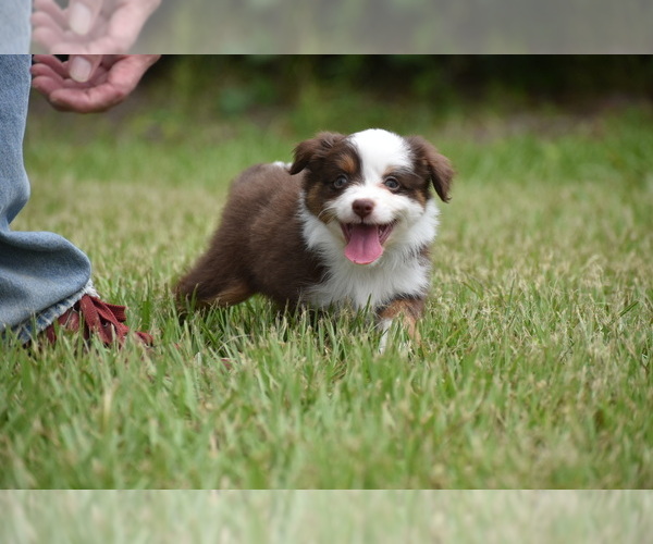 Medium Photo #7 Miniature Australian Shepherd Puppy For Sale in PALM COAST, FL, USA