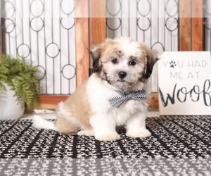 Zuchon Puppy for sale in NAPLES, FL, USA