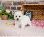 Small #17 West Highland White Terrier