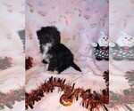 Puppy Luna Morkie