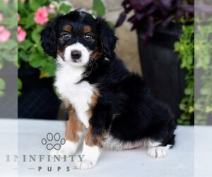 Aussiedoodle Miniature Puppy for sale in SUNBURY, PA, USA