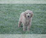 Small Photo #9 Goldendoodle Puppy For Sale in MEMPHIS, MO, USA