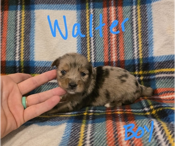 Medium Photo #22 Chizer Puppy For Sale in MONTEZUMA, GA, USA