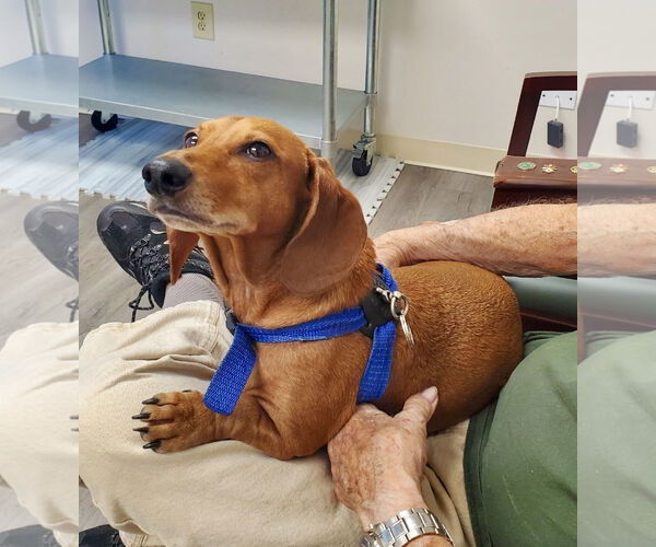 Medium Photo #21 Dachshund Puppy For Sale in Fruitland, SC, USA