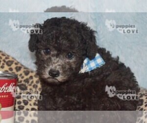 Poodle (Toy) Puppy for sale in SANGER, TX, USA