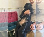 Puppy Cupid Bullmastiff