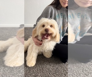 Goldendoodle (Miniature) Puppy for sale in HERMOSA BEACH, CA, USA
