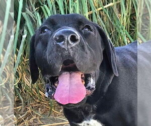 Labrador Retriever-Unknown Mix Dogs for adoption in Lake Forest, CA, USA