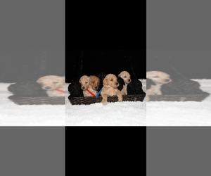 Poodle (Standard) Puppy for sale in SPRING, TX, USA