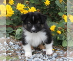 Small Photo #3 Australian Shepherd Puppy For Sale in STRASBURG, PA, USA
