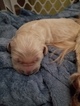 Small Photo #13 Goldendoodle Puppy For Sale in DALLAS, GA, USA