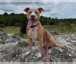 GEORGE - Male American Pit Bull Terrier Dog for Adoption - Small photo