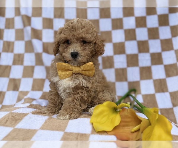 Medium Photo #2 Bichpoo Puppy For Sale in LAKELAND, FL, USA