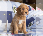 Small Photo #2 Goldendoodle Puppy For Sale in MILWAUKEE, WI, USA