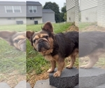 Small Photo #1 French Bulldog Puppy For Sale in GLEN BURNIE, MD, USA