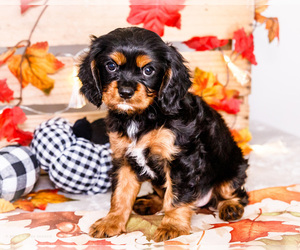 Medium Cavalier King Charles Spaniel