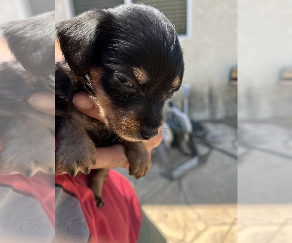 Medium Photo #1 Pin-Tzu Puppy For Sale in RIALTO, CA, USA