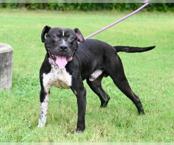 Medium Photo #3 American Pit Bull Terrier-Unknown Mix Puppy For Sale in Glen Allen, VA, USA