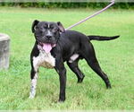 Small #2 American Pit Bull Terrier Mix