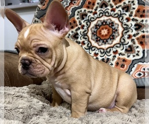 French Bulldog Puppy for sale in BOLIVAR, MO, USA