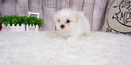 Small Photo #2 Maltese Puppy For Sale in FULLERTON, CA, USA